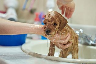 A labrador puppy being washed in a sink.
